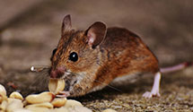 24 Hour & Emergency Exterminators in Jenkins Brg, VA